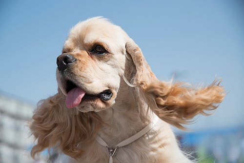 陽気なアメリカン コッカー スパニエル 性格 特徴 飼い方を解説 わんクォール