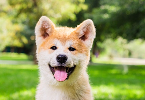 獣医師アドバイス 犬用ガムを与えるのはどんな時 選びのポイントや注意すべき事故を解説 わんクォール 獣医師アドバイス 犬用ガムを与えるのはどんな時 選びのポイントや注意すべき事故を解説 わんクォール