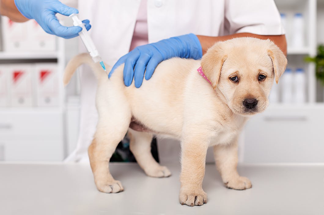 獣医師監修 犬のワクチンは何種類がよいの 予防できる病気を解説 Illness 病気 わんクォール