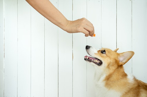 子犬から成犬まで トイレのしつけのお悩みアレコレに答えます わんクォール