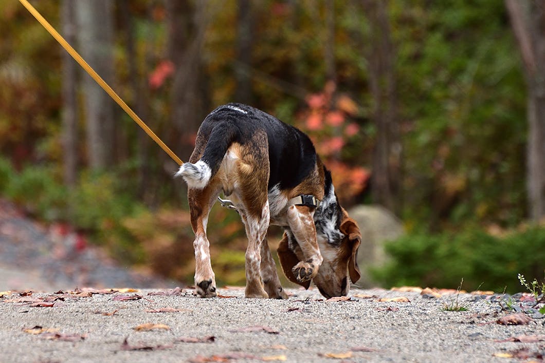 理由が知りたい ニオイを嗅ぐしぐさに隠れた犬の意外な気持ち わんクォール