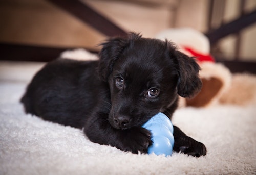 コロナ対策 お家で楽しめる おすすめの脳トレ遊び 知育おもちゃをご紹介 わんクォール コロナ対策 お家で楽しめる おすすめの脳トレ遊び 知育おもちゃをご紹介 わんクォール