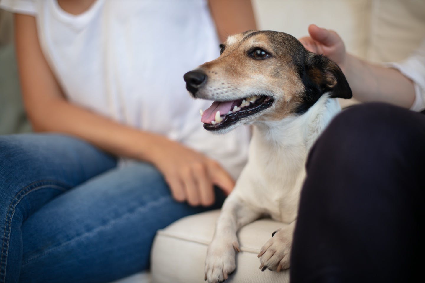 人に吠える犬 にさせないために 社会化しつけ で人に慣れさせよう わんクォール