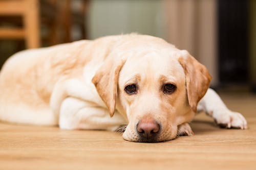 愛犬のストレスを見抜こう その行動 じつは ストレスサイン かも わんクォール