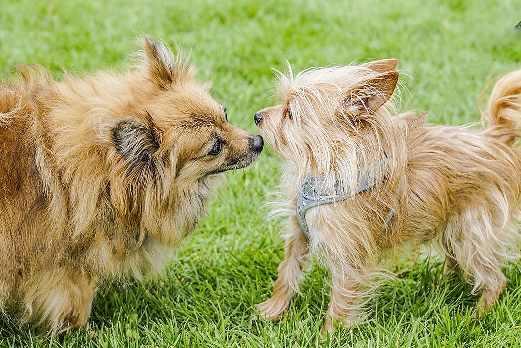 理由が知りたい ニオイを嗅ぐしぐさに隠れた犬の意外な気持ち わんクォール