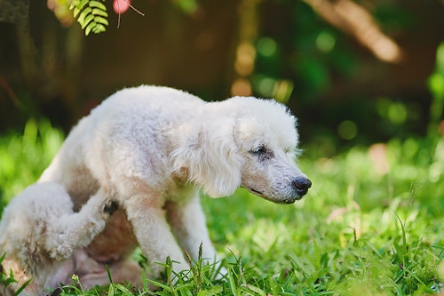 ただ痒いだけじゃない 体をかくしぐさに隠れた犬の意外な気持ち わんクォール