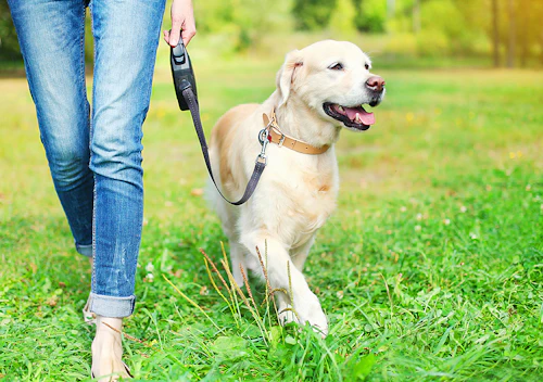 愛犬の吠えグセを直したい おねだり吠え の対策をご紹介 わんクォール 愛犬の吠えグセを直したい おねだり吠え の対策をご紹介 わんクォール