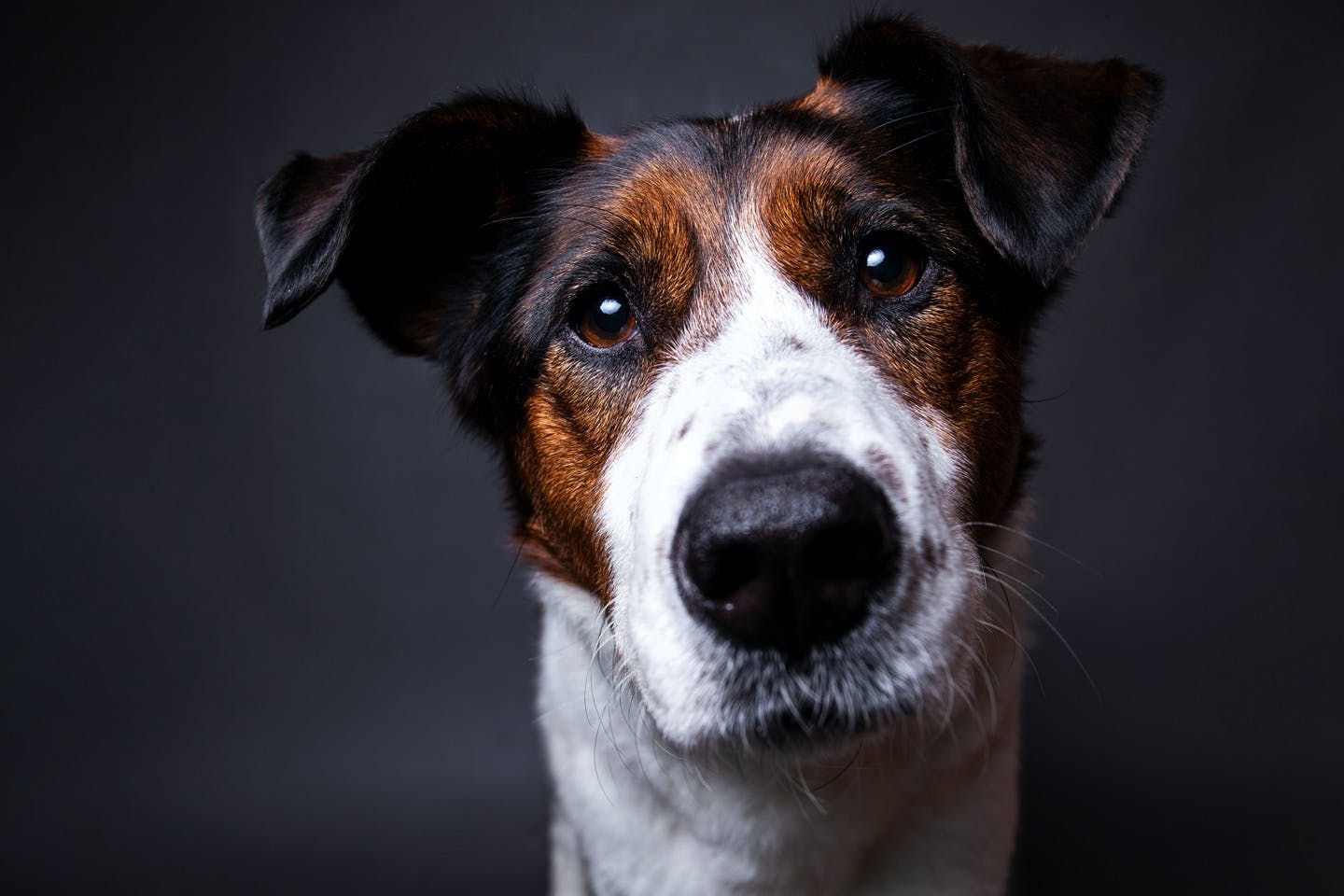 犬の3大死因のひとつ「腎臓病」はどんな病気？