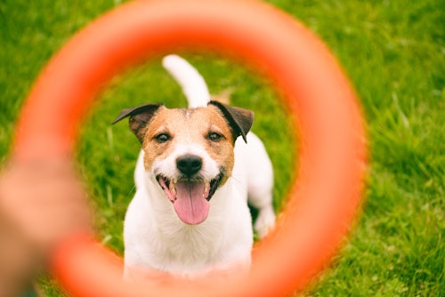 間違ったやり方では効果も半減 注意したい犬の散歩法 遊び方 わんクォール 間違ったやり方では効果も半減 注意したい犬の散歩法 遊び方 わんクォール