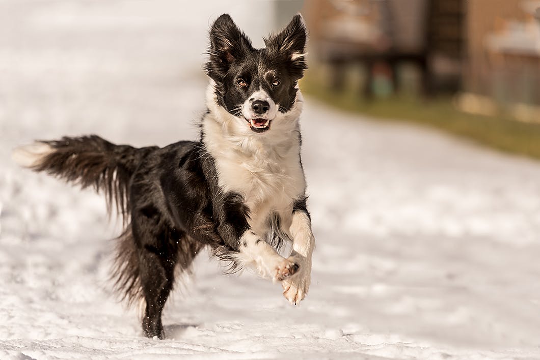 犬が頭やしっぽを振る理由は しぐさから犬の気持ちを知ろう わんクォール