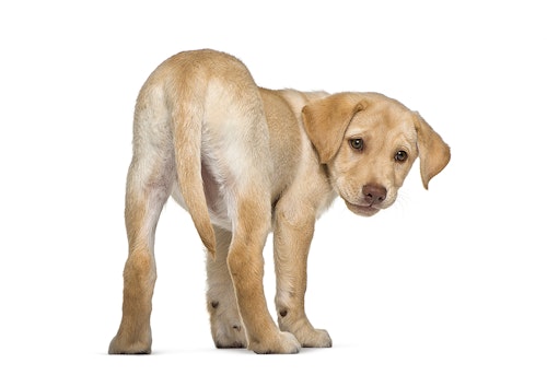 犬の肛門腺絞りはしないと危険 肛門腺絞りのコツや注意点 わんクォール