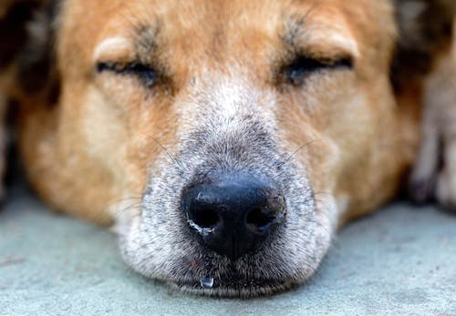 犬の鼻水は危険 原因や考えられる病気 対処法と病院に連れて行くべき症状について解説 獣医師監修 わんクォール
