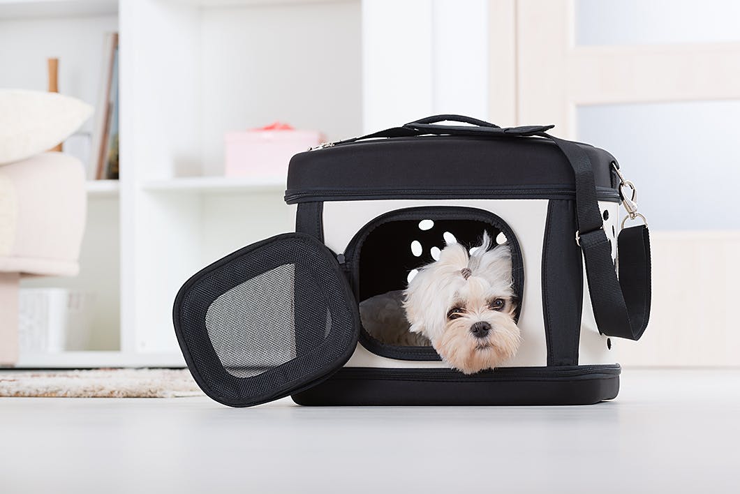 犬 吠える この先むやみに吠えない犬に育てるには Youtube