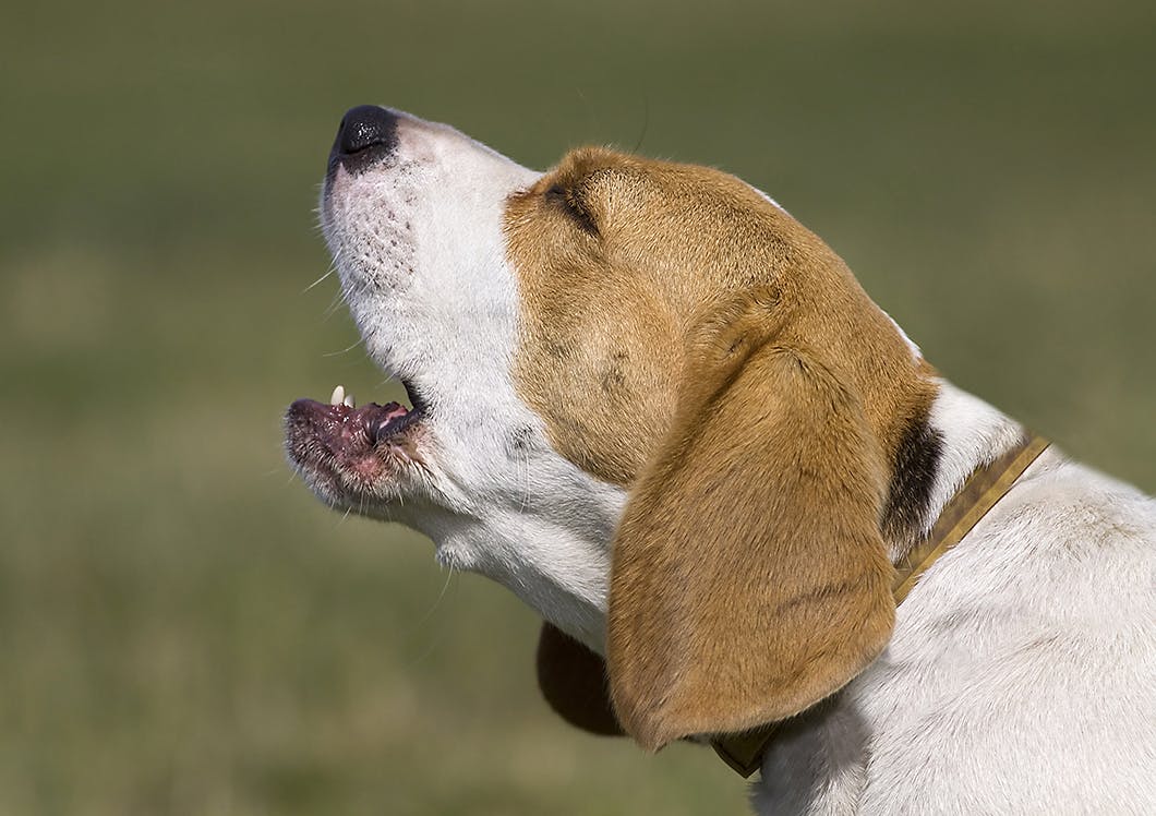 しつけが終わったから と油断しがち 成犬が吠える場合の対処法 わんクォール