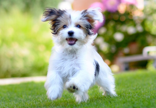 初対面のわんちゃんに好かれるようになるモテ技って 獣医師に聞いてみた わんクォール 初対面のわんちゃんに好かれるようになるモテ技って 獣医師に聞いてみた わんクォール