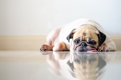 病気やケガの可能性も 老犬が吠える理由とその対処方法 わんクォール 病気やケガの可能性も 老犬が吠える理由とその対処方法 わんクォール