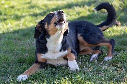 病気やケガの可能性も 老犬が吠える理由とその対処方法 わんクォール 病気やケガの可能性も 老犬が吠える理由とその対処方法 わんクォール