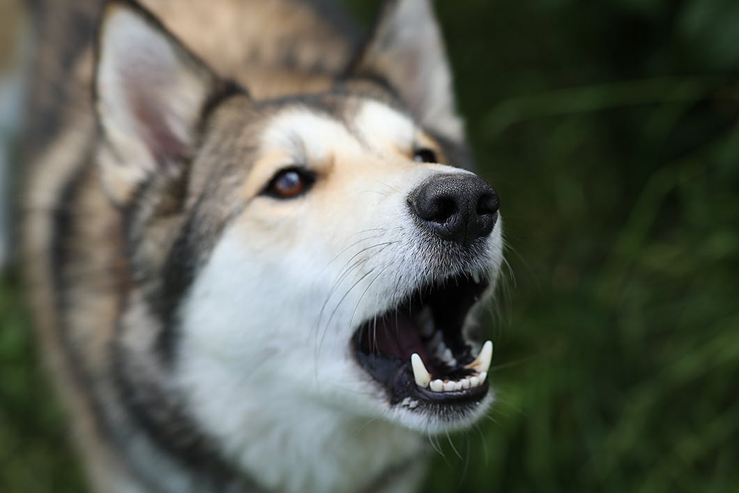 獣医師監修 犬がすれ違ったものに吠える理由は 吠えグセを直す対処法を解説 わんクォール