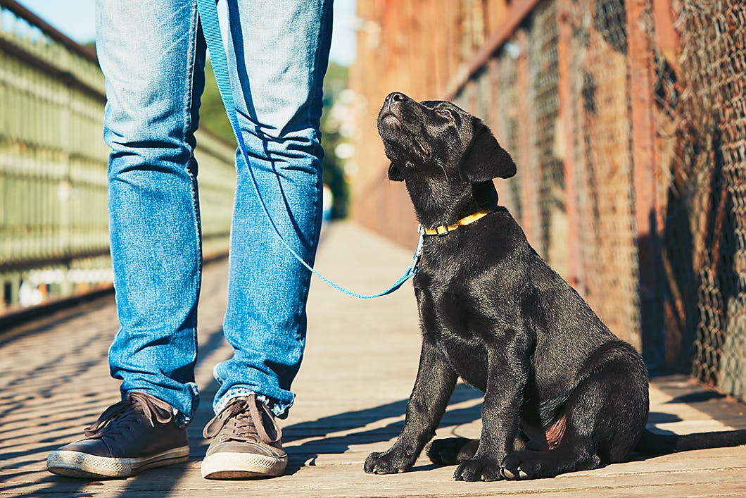 老犬が散歩を嫌がるなら 第3反抗期 かも 正しい対処法とは Communication コミュニケーション わんクォール