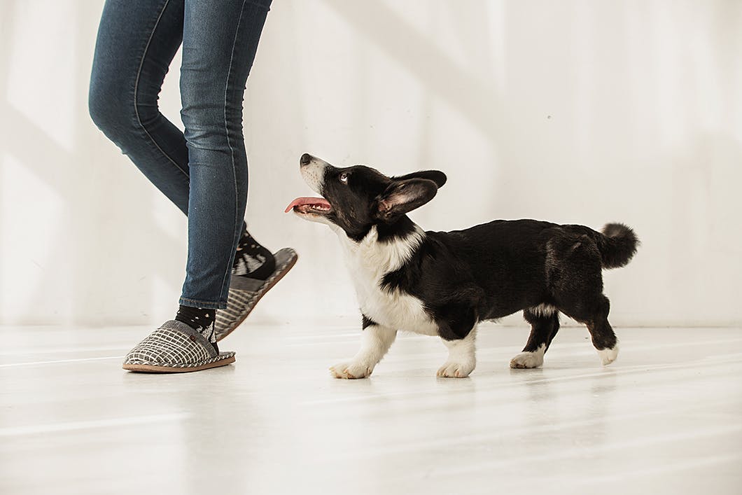 これでお留守番上手に 愛犬を安心させる環境づくりのコツとは Training しつけ わんクォール