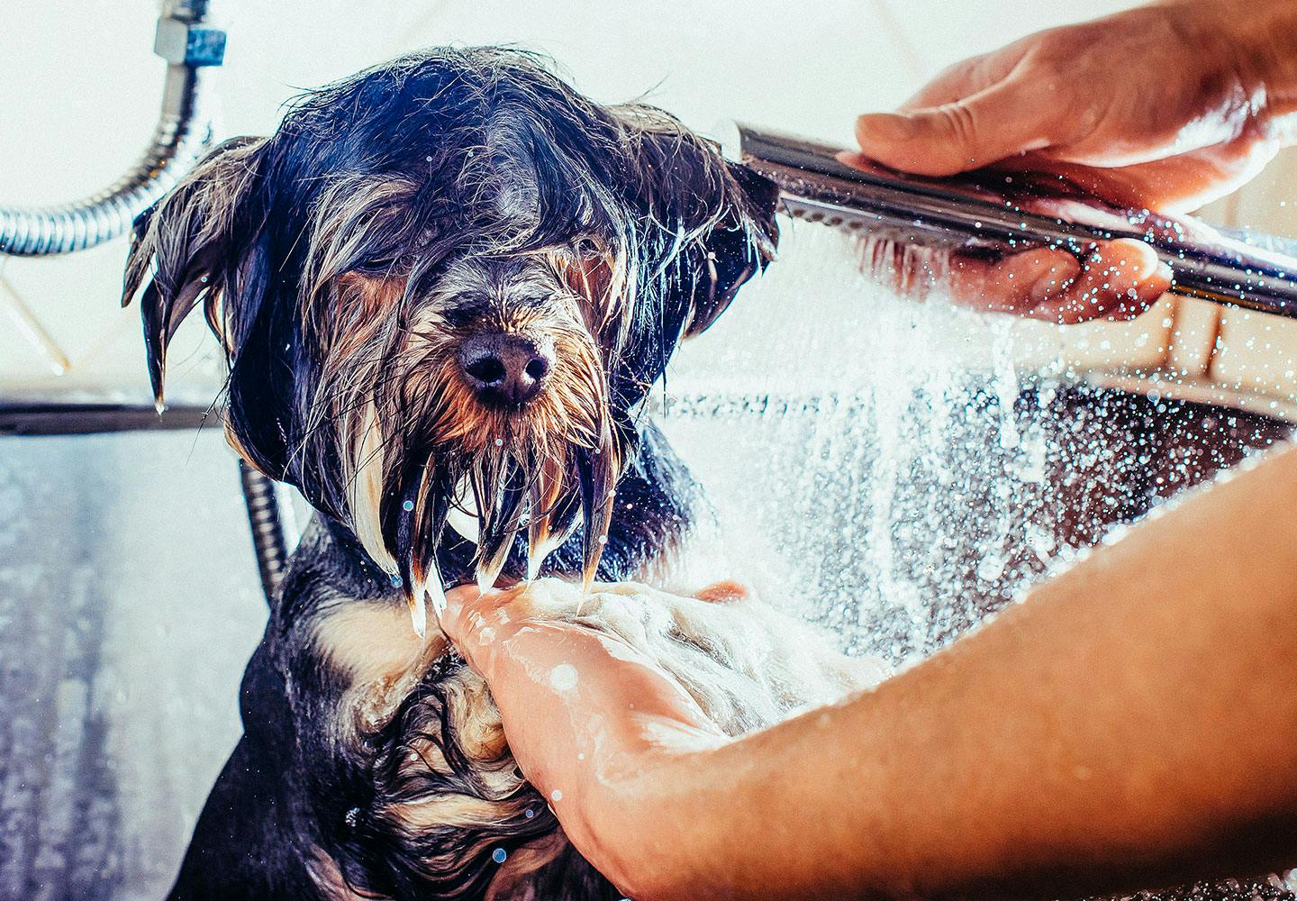 獣医師監修 犬のシャンプーの頻度や最適なお湯の温度は 正しい手順と注意点について解説 Care お手入れ わんクォール