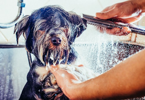 犬のシャンプーの頻度は 正しい手順と嫌がる場合の対処法を解説 獣医師監修 わんクォール 犬のシャンプーの頻度は 正しい手順と嫌がる場合の対処法を解説 獣医師監修 わんクォール