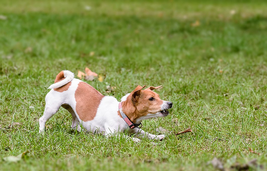 しつけが終わったから と油断しがち 成犬が吠える場合の対処法 わんクォール