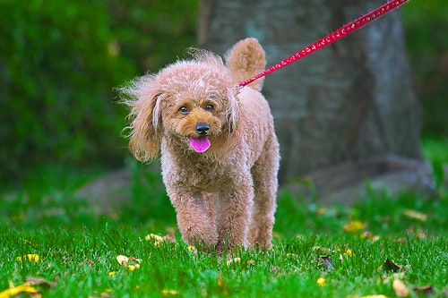 散歩時間の目安は 時間帯は 犬の散歩でよくある困り事を一挙解決 わんクォール 散歩時間の目安は 時間帯は 犬の散歩でよくある困り事を一挙解決 わんクォール