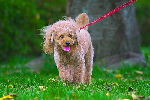 散歩時間の目安は 時間帯は 犬の散歩でよくある困り事を一挙解決 わんクォール