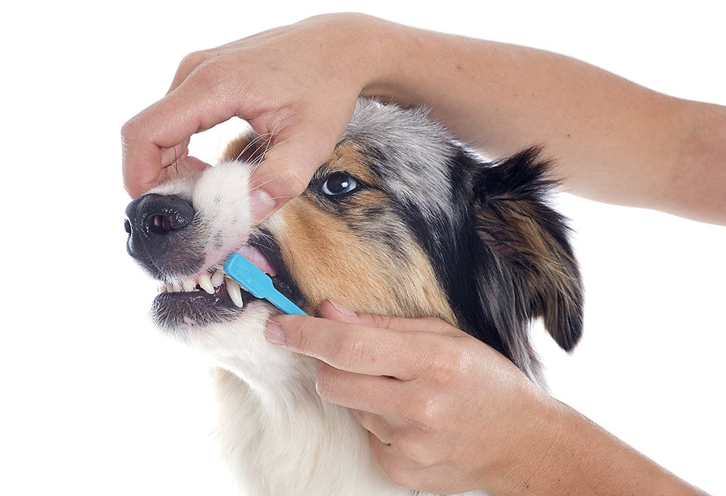 初めてでも安心 犬の歯磨き 基本のやり方やコツ 嫌がるときの対処法をご紹介 Care お手入れ わんクォール