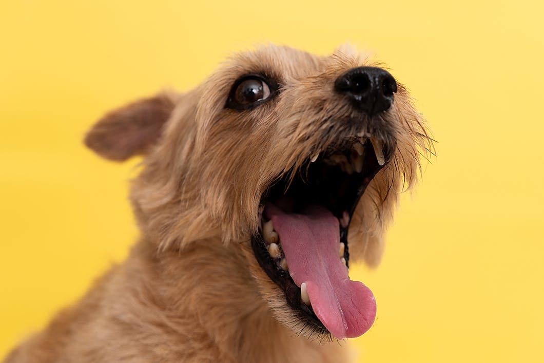 犬の吠えグセは直せる チャイムや来客に対しての吠えはこう対策しよう Training しつけ わんクォール