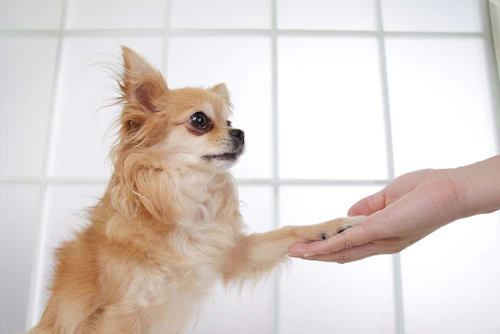 遊んで学ぶ しつけ だるまさんが転んだ マテの練習になる わんクォール