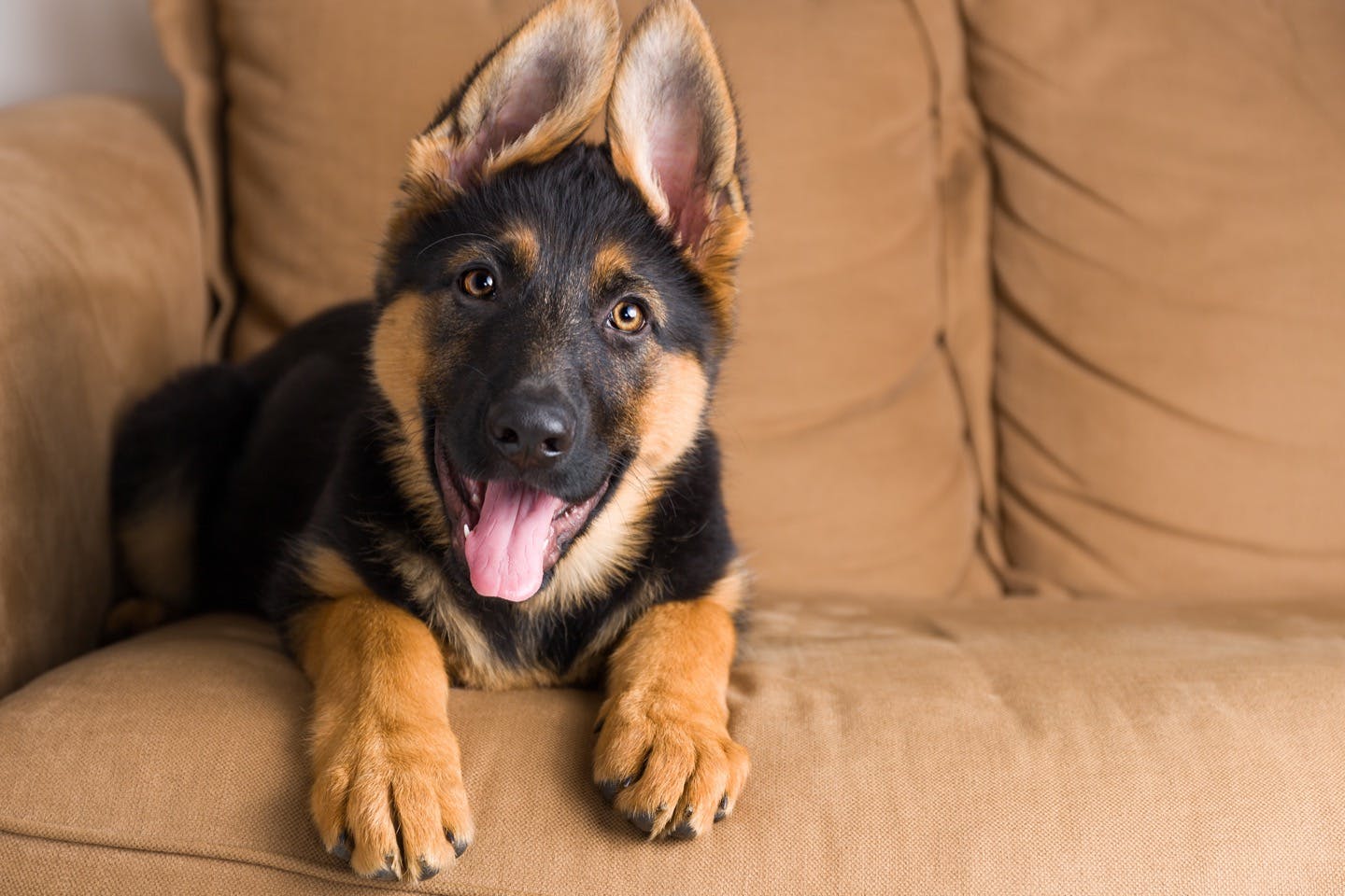 【獣医師監修】犬の皮膚病の原因や治療法は？　早期発見のコツも