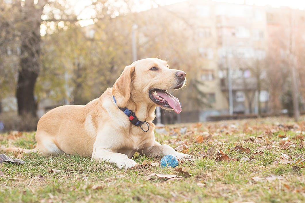 教えて しっぽの位置と動きから犬のどんな気持ちがわかるの Communication コミュニケーション わんクォール