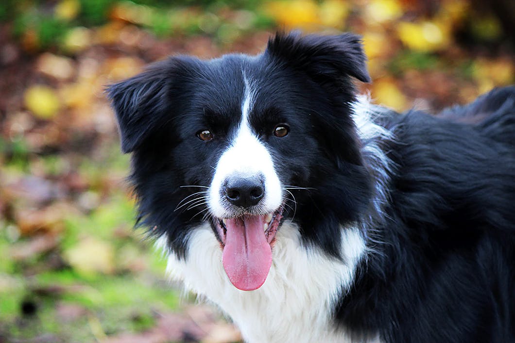 ボーダー コリーは賢い犬種って本当 性格や特徴を知りたい わんクォール