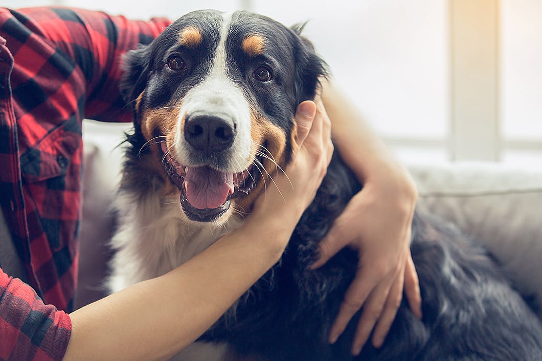 なでるだけで愛犬が健康に プレイズタッチ の手順やポイント Health 健康 わんクォール