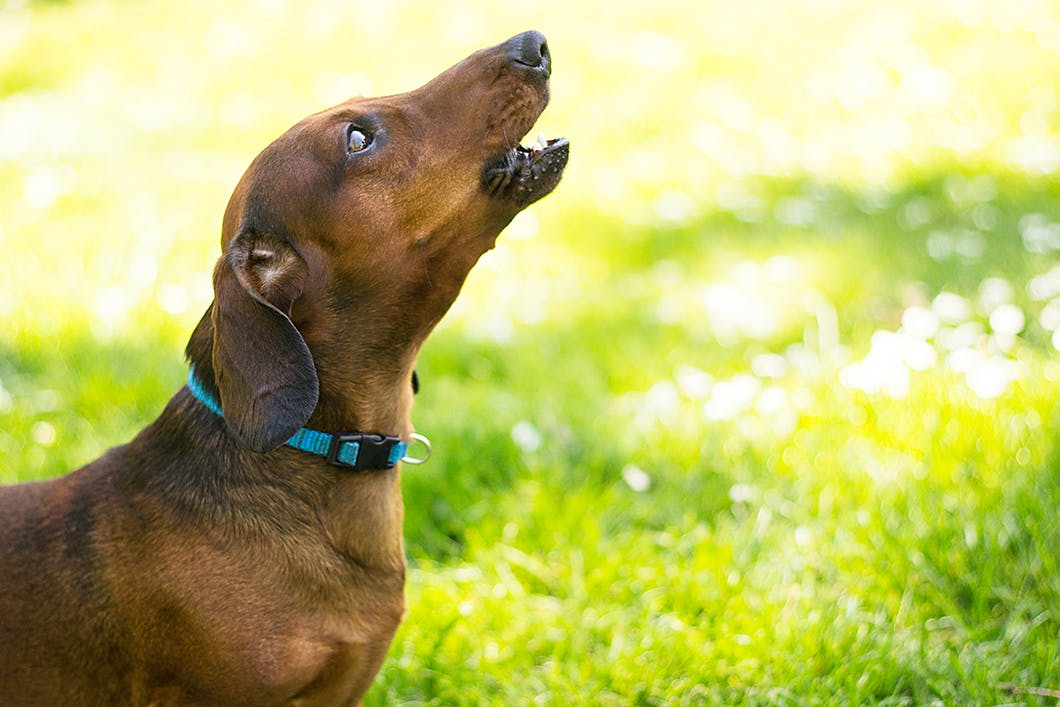 獣医師監修 犬がすれ違ったものに吠える理由は 吠えグセを直す対処法を解説 わんクォール