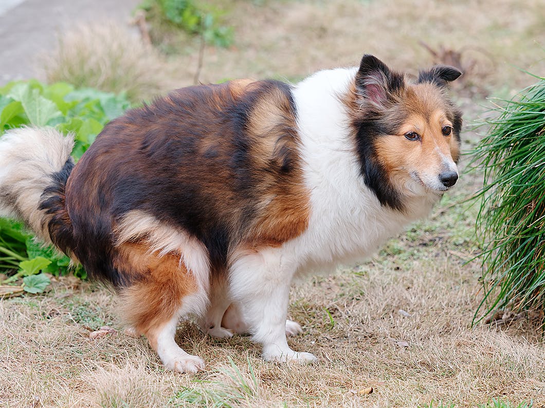 獣医師監修 犬のうんちで健康状態がわかる 危険な犬のうんちとは Illness 病気 わんクォール