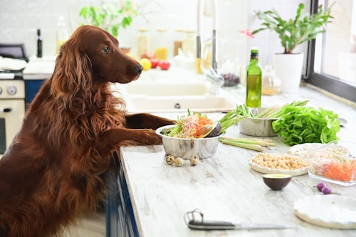 犬が食べてもいい野菜はどれ？分量は？食べてはいけない野菜も解説！