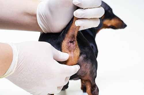 犬の肛門腺絞りはしないと危険 肛門腺絞りのコツや注意点 わんクォール 犬の肛門腺絞りはしないと危険 肛門腺絞りのコツや注意点 わんクォール