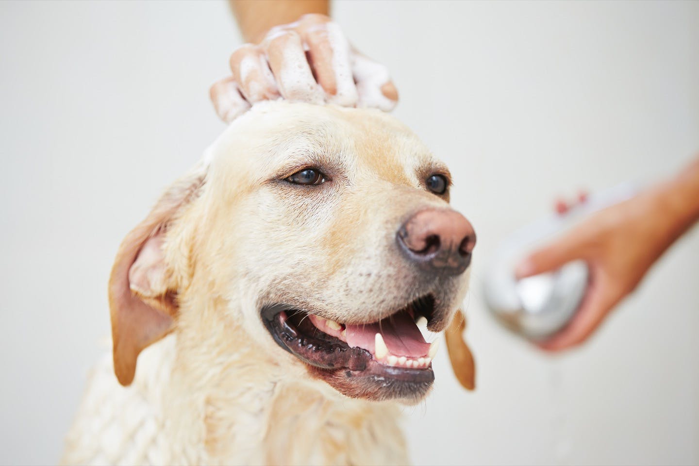 皮膚病を予防する！犬の正しいシャンプーのコツや注意点とは