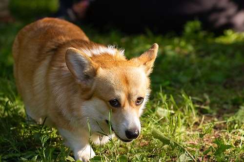 ただ痒いだけじゃない 体をかくしぐさに隠れた犬の意外な気持ち わんクォール