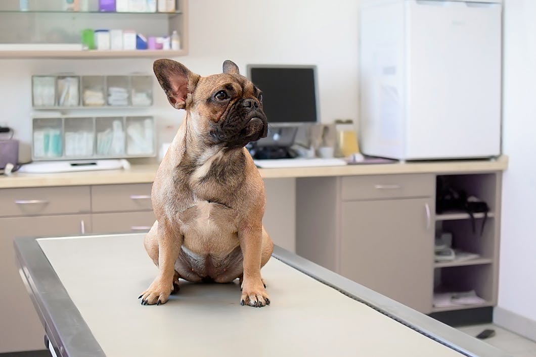 動物病院は４種類ある？適切な医療で愛犬の命を守る！動物病院の種類と役割・かかり方
