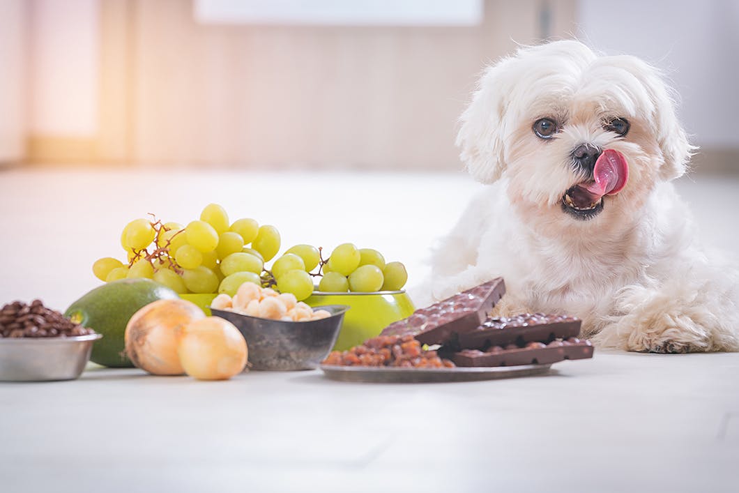 子犬のための安全な部屋づくり 家の中にある危険なものはこれだ Illness 病気 わんクォール