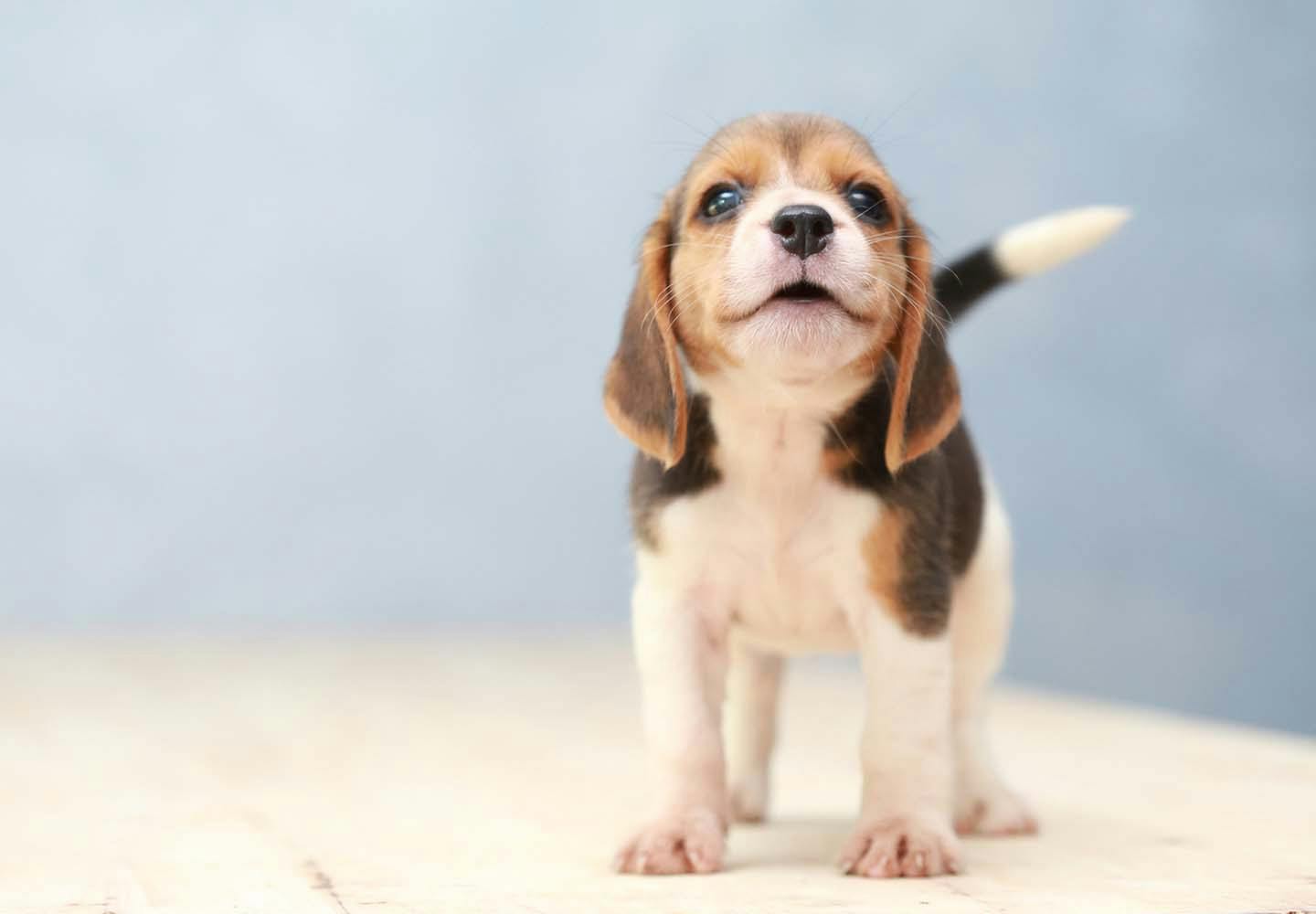 犬の鼻水の原因とは 考えられる病気や対処法 病院に行くべき症状について解説 獣医師監修 Illness 病気 わんクォール