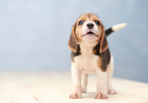 犬の鼻水の原因は 病院に連れて行くべき症状と対処法を解説 獣医師監修 わんクォール 犬の鼻水の原因は 病院に連れて行くべき症状と対処法を解説 獣医師監修 わんクォール