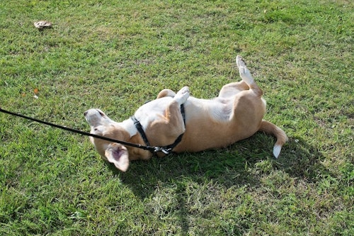 獣医師監修 犬が体を床にこすりつける理由や心理とは スリスリする場所やシーン別に解説 わんクォール 獣医師監修 犬が体を床にこすりつける理由や心理とは スリスリする場所やシーン別に解説 わんクォール