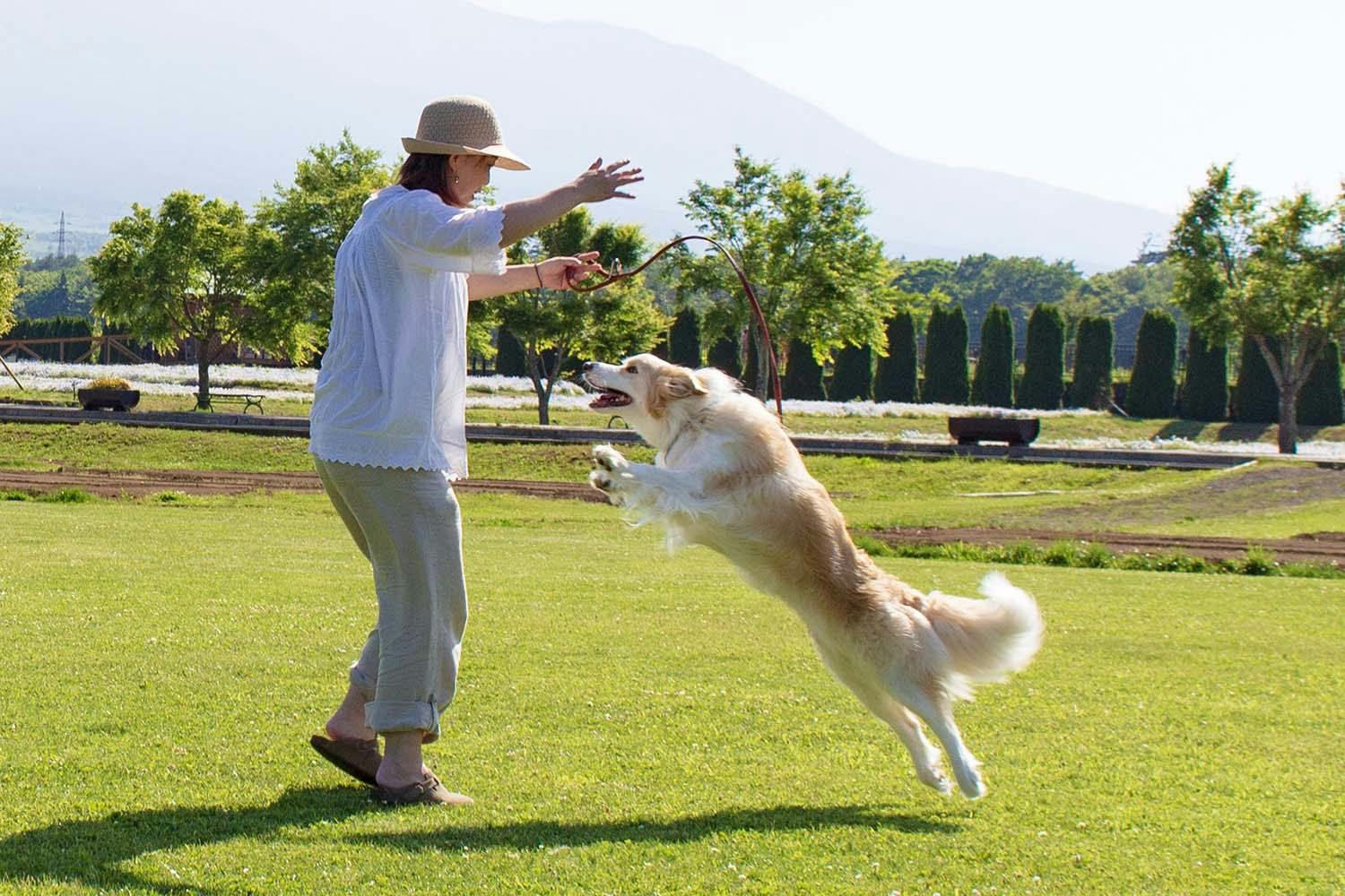 遊んで学ぶ しつけ オーナーともっと仲良くなれる基本の遊び Training しつけ わんクォール