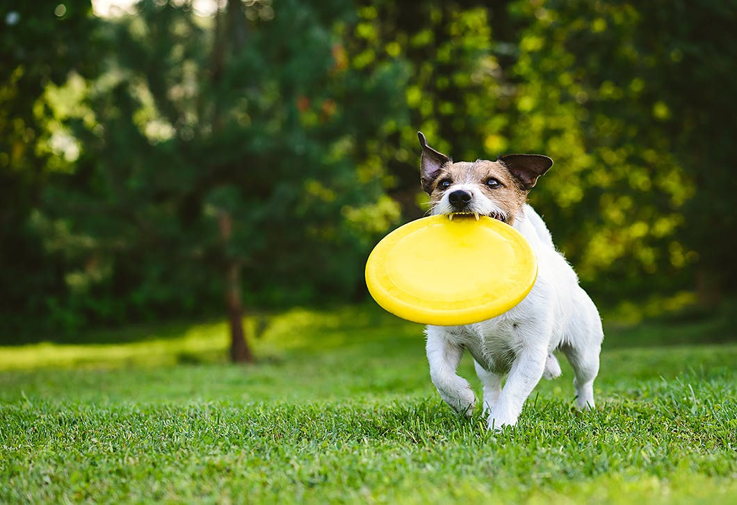 しつけが終わったから と油断しがち 成犬が吠える場合の対処法 Training しつけ わんクォール