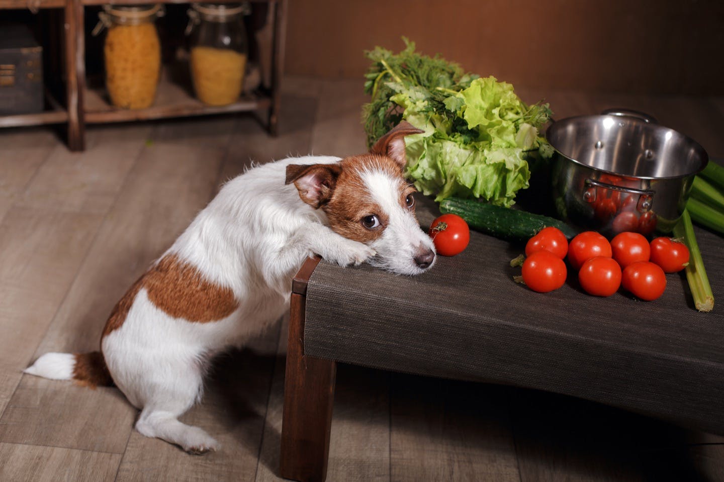 犬が食べてもいい野菜はどれ 分量は 食べてはいけない野菜も解説 わんクォール